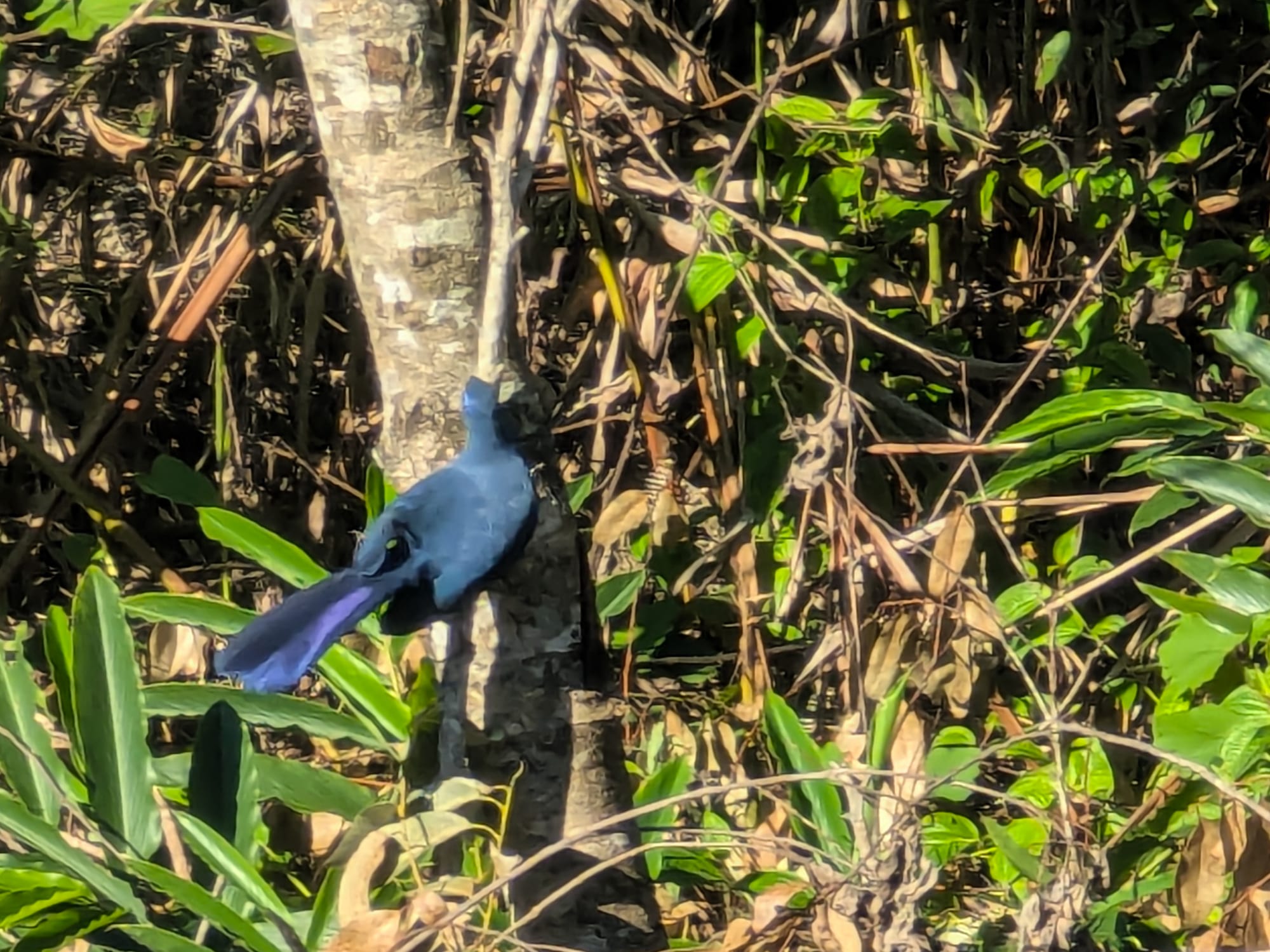 Blue Coua (Coua caerulea) photographed at Andasibe